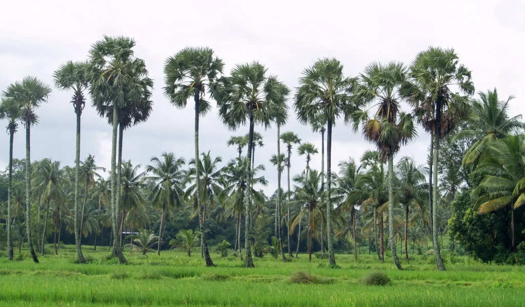 Palakkad: The Safe Zone — Why Geography Matters More Than Location in 2026